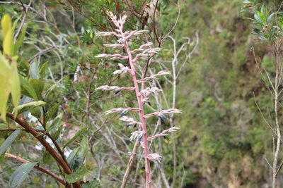 Puya floccosa, photographed by Andrés Ramírez-Barrera