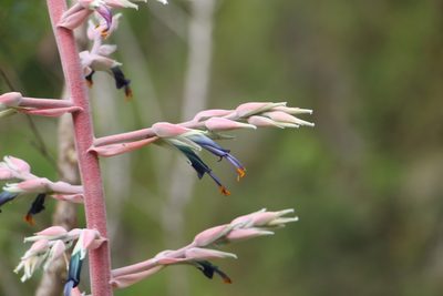 Puya floccosa, photographed by Andrés Ramírez-Barrera