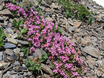 Androsace laevigata, photographed by John A Haskins