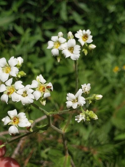 Boykinia major, photographed by Ken-ichi Ueda