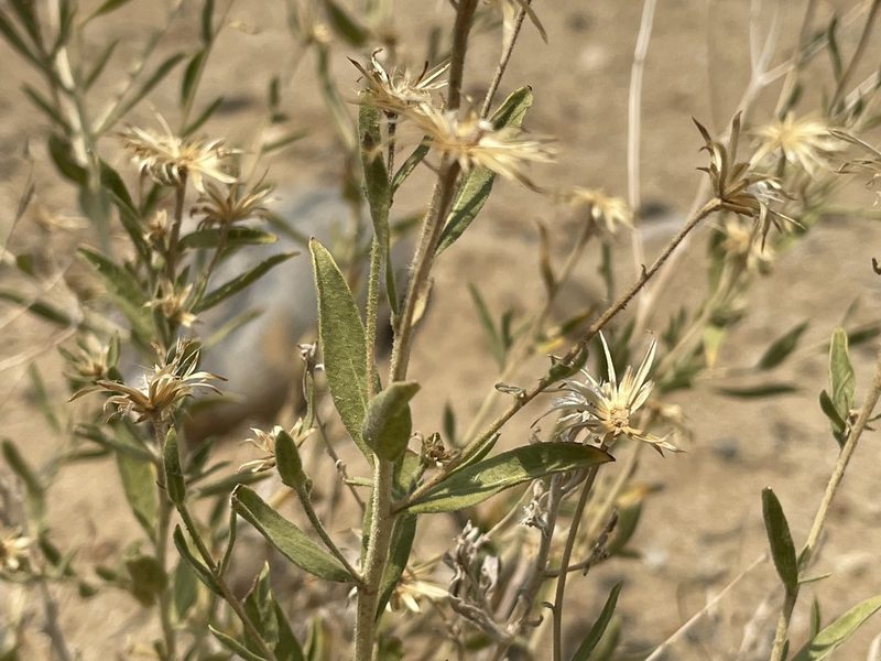 Brickellia oblongifolia, photographed by Bobby McCabe