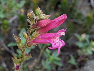 Penstemon newberryi