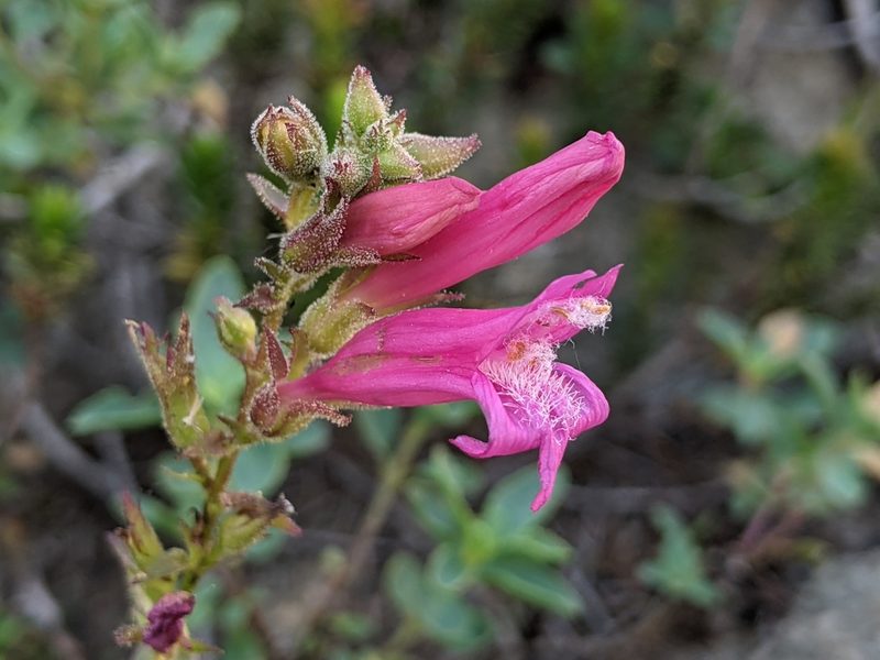 Penstemon newberryi, photographed by Ken-ichi Ueda