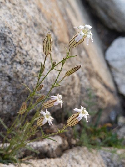 Silene sargentii, photographed by Ken-ichi Ueda