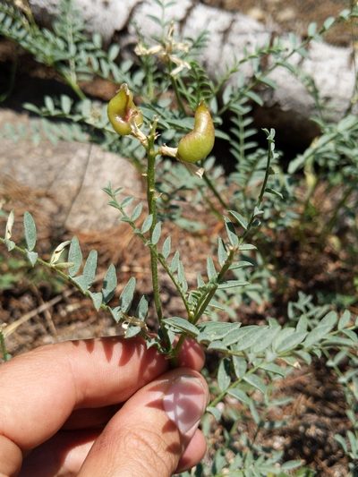 Astragalus bolanderi, photographed by Ken-ichi Ueda