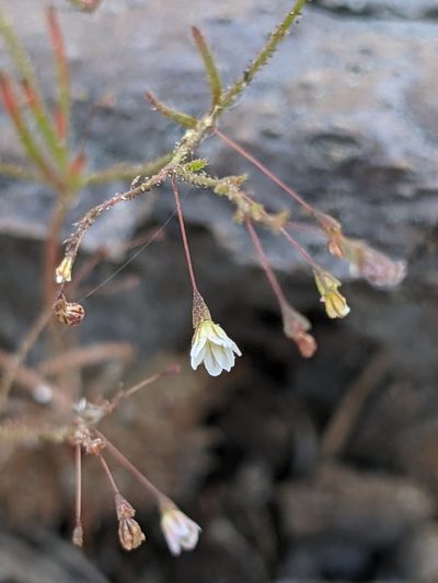 Eriogonum spergulinum, photographed by Ken-ichi Ueda