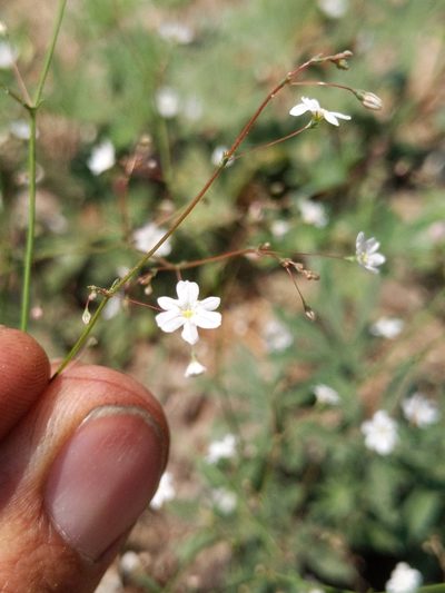 Eriogonum spergulinum, photographed by Ken-ichi Ueda