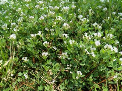 Trifolium monanthum