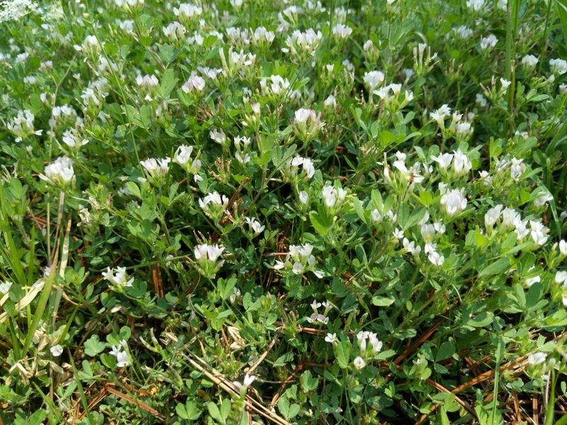 Trifolium monanthum, photographed by Ken-ichi Ueda