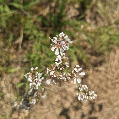 Potentilla douglasii, photographed by Dominic Gentilcore