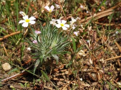 Leptosiphon ciliatus, photographed by Ken-ichi Ueda