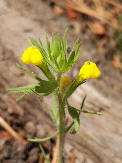 Castilleja lacera, photographed by Ken-ichi Ueda