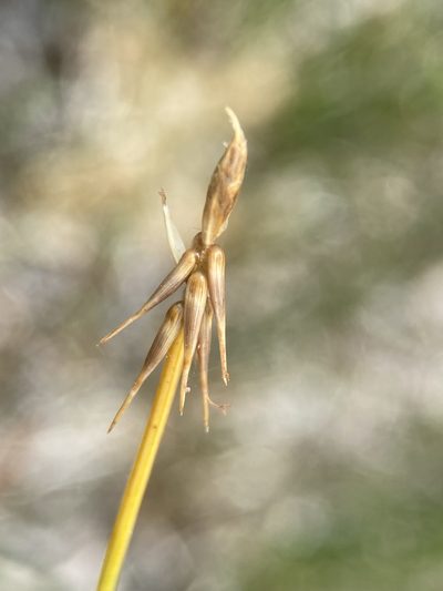 Carex microglochin, photographed by Matt Berger