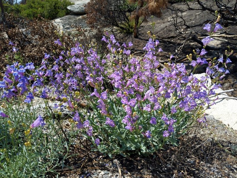 Penstemon azureus, photographed by Ken-ichi Ueda