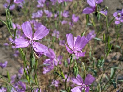 Clarkia dudleyana, photographed by Ken-ichi Ueda