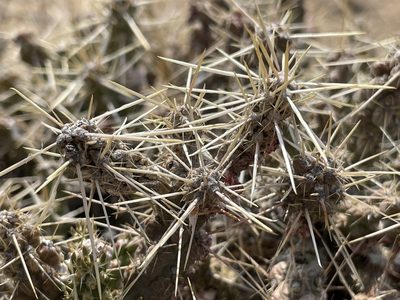 Cylindropuntia whipplei, photographed by Bobby McCabe