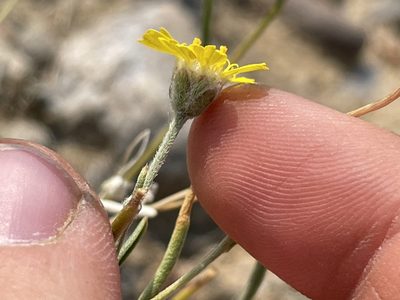 Tetraneuris ivesiana, photographed by Bobby McCabe