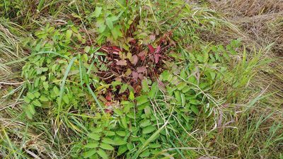 Sanguisorba canadensis, photographed by Ryan Sorrells