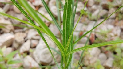Lactuca saligna, photographed by Ryan Sorrells