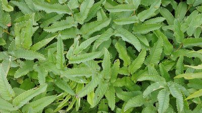 Sanguisorba canadensis, photographed by Ryan Sorrells