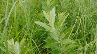 Salix humilis, photographed by Ryan Sorrells