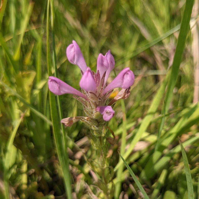 Orthocarpus bracteosus, photographed by Dominic Gentilcore
