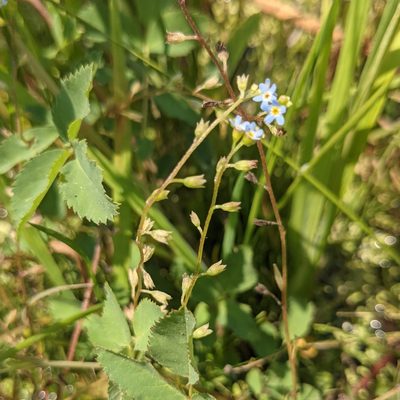 Myosotis laxa, photographed by Dominic Gentilcore