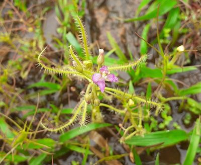 Drosera indica, photographed by OnePlanet