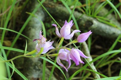 Cephalanthera rubra, photographed by Marc Hermann