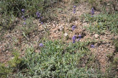 Globularia orientalis, photographed by Edmundas Greimas