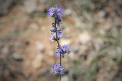 Globularia orientalis, photographed by Edmundas Greimas
