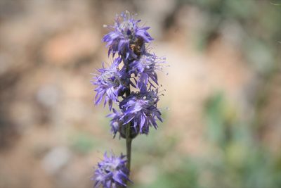 Globularia orientalis, photographed by Edmundas Greimas