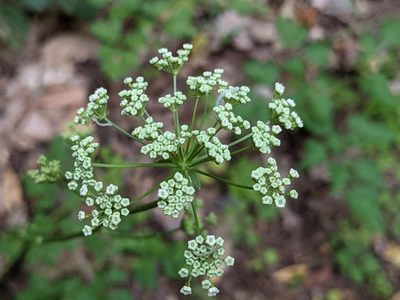 Physospermum cornubiense, photographed by agosti