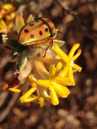 Lasiosiphon canoargenteus, photographed by Tam
