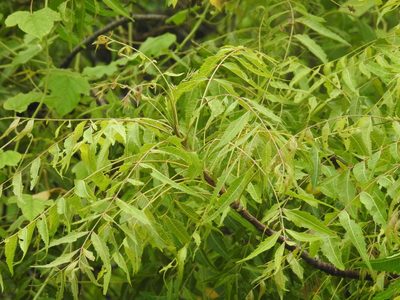 Azadirachta indica, photographed by Raja bandi