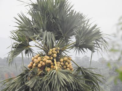 Borassus flabellifer, photographed by Raja bandi