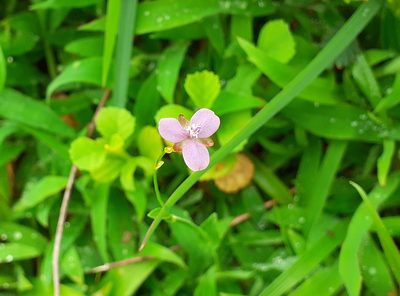Murdannia spirata, photographed by OnePlanet