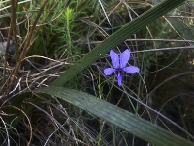 Viola decumbens, photographed by Sam McCarren