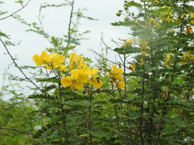 Senna auriculata, photographed by Raja bandi