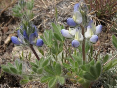 Lupinus malacophyllus, photographed by Jim Morefield
