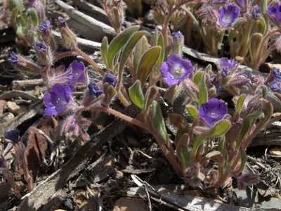 Phacelia curvipes, photographed by Jim Morefield