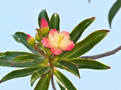Ploiarium elegans, photographed by Bernard DUPONT