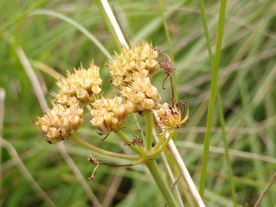 Oenanthe pimpinelloides, photographed by Yves Bas