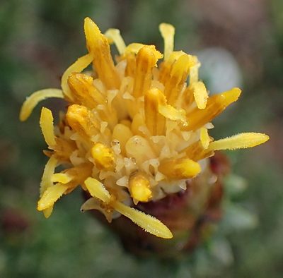 Pteronia stoehelinoides, photographed by Nicola van Berkel
