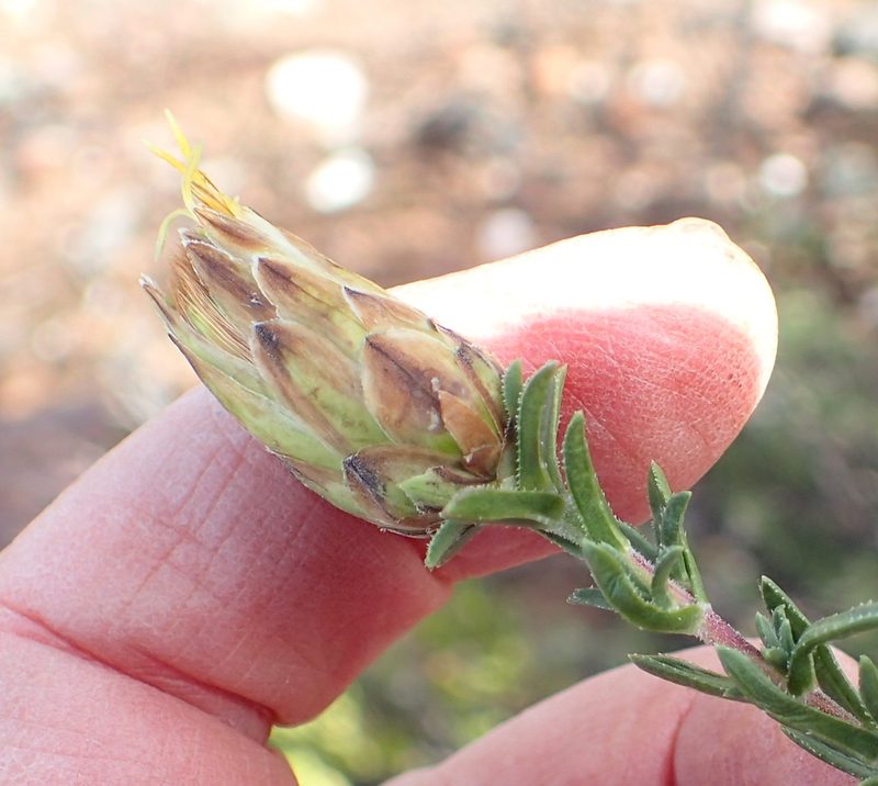 Pteronia stoehelinoides, photographed by Nicola van Berkel
