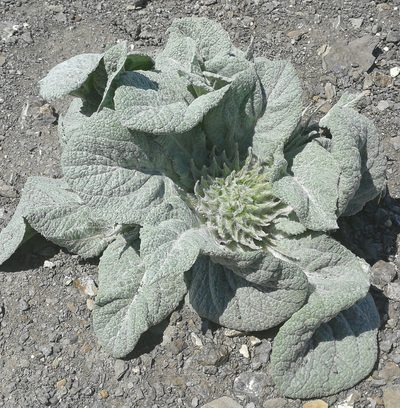 Berardia lanuginosa, photographed by Thibaud Godon
