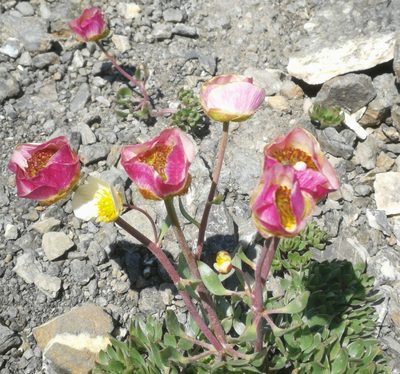 Ranunculus glacialis, photographed by Thibaud Godon