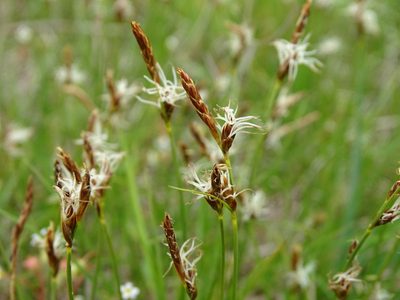 Carex supina, photographed by Grzegorz Grzejszczak
