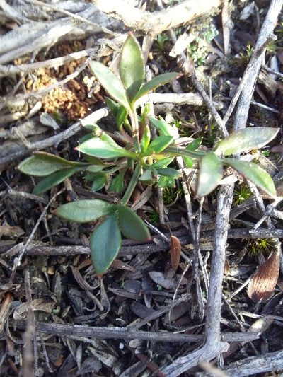 Xanthosia tasmanica, photographed by insiderelic