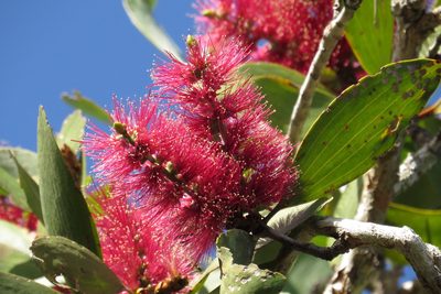 Melaleuca viridiflora, photographed by coenobita